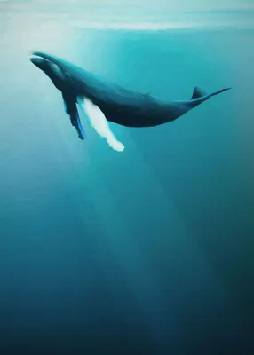 Vlies Fototapete Buckelwal 200 x 280 cm