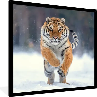 Produktbild von MuchoWow® Gerahmtes Poster Tiger - Landschaft - Schnee - Tiere 40x40 cm - Poster mit Schwarzem Bilderrahmen Wandposter Rahmen Foto Bilder - Mit Rahmen - Wanddekoration Schlafzimmer