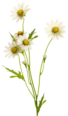 Produktbild von Künstlicher Margeritenzweig ca. 60cm. Kunstblume Dekozweig Creme-Weiß