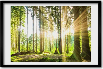 Produktbild von Bild 60x40 MDF-Rahmen, Wandkunst Wald in der Sonne