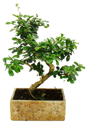 Obrázok produktu pre Bonsai do pokoju - w nowoczesnym trendzie ceramicznym - bonsai wewnetrzne Carmona - 8 lat - wyglad kamienia