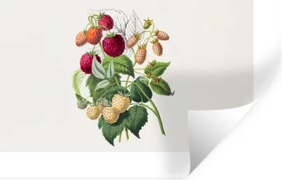 Produktbild von MuchoWow® Wandtattoo Wandsticker Wandaufkleber Erdbeere - Obst - Vintage 120x80 cm Selbstklebend und Repositionierbar - Selbstklebend - Fototapeten