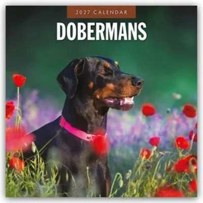Immagine prodotto di Dobermann - Calendario mensile (16 mesi) - Dobermann 2027