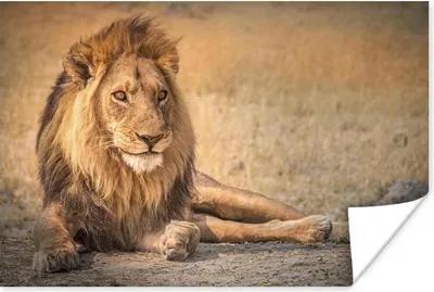 Produktbild von MuchoWow® Poster Löwe - Nahaufnahme - Savanne 120x80 cm - Bilder