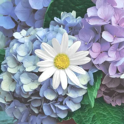 Produktbild von 20 Servietten Floral Cascade - Hortensien mit Margerite 33x33cm