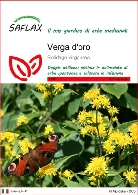 Immagine prodotto di SAFLAX - Verga d'oro - 100 semi - Solidago