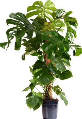 Zdjęcie produktu dla Bloomique - Monstera Deliciosa - z tyczką mchu - roślina doniczkowa typu szwajcarski ser - rośliny doniczkowe XXL - oczyszczająca powietrze - łatwa w utrzymaniu - wysokość 120-140 cm - doniczka 24 cm