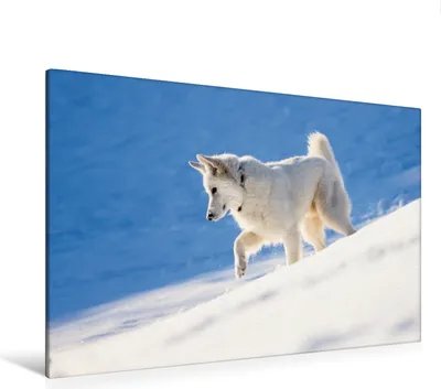 Produktbild von Calvendo Textil-Leinwand 120 cm x 80 cm quer Schnee-Wolf, Schikore Martina; 7433394