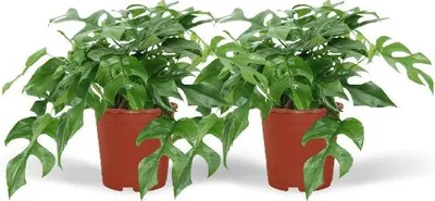 Obrázok produktu pre Listy monstery - Monstera Minima - izbová rastlina - Ø15cm - výška cca 30cm - 2