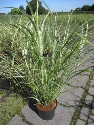 Produktbild von Chinaschilf Rigoletto ® - Miscanthus sinensis - Jungferngras
