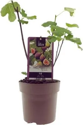 Produktbild von Ficus Brown Turkey Feigenbaum Ø15cm 40cm Pflegeleichter Zimmerfeigenbaum Deko