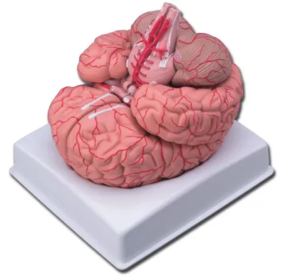 Anatomisches Herzmodell mit Arterien, 1 Stück