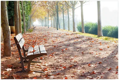 Produktbild von Wallario Premium Glasbild, freischwebende Optik, kräftige Farben, Größe 90 x 60 cm Motiv Einsame Parkbank an einer Allee - Herbststimmung