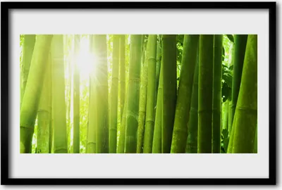 Produktbild von Bild 60x40 MDF-Rahmen Wandkunst Bambuspflanze