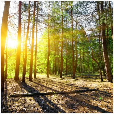 Produktbild von Wallario Premium Glasbild, freischwebende Optik, kräftige Farben, Größe 30 x 30 cm Motiv Sonnenstrahlen tief hinter dem Wald