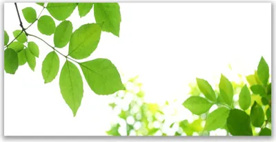 Produktbild von Tulup Leinwand-Bilder 140x70 Wandbild Canvas Kunstdruck Blumen Blätter Pflanzen