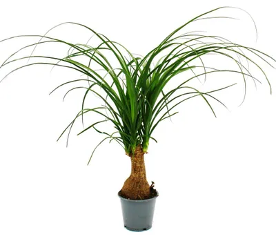 Produktbild von Kleiner Elefantenfuss - Beaucarnea recurvata - Nolina - Zimmerpflanze - 12cm Topf - Stamm