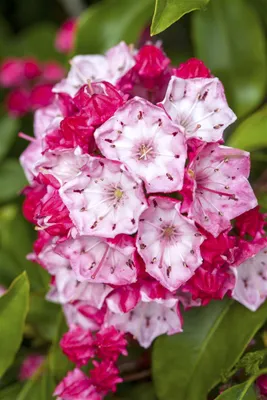 Produktbild von Kalmia latifolia 'Ostbo Red', Berglorbeer, rot, 20–30 cm