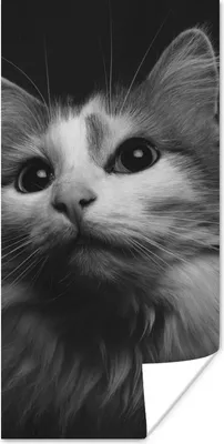 Produktbild von MuchoWow® Poster Tierprofil Katze in schwarz und weiß 20x40 cm - Plakat - Foto