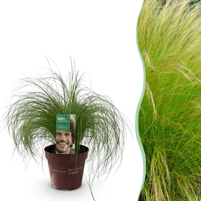 Image de Graminées ornementales - Stipa tenuifolia Pony Tails - Vert - Persistant - Rustique - 40-50cm - Ø17cm - Plante de jardin