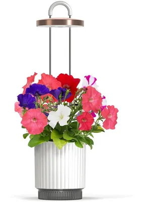 Produktbild von Click and Grow HydroVase by Ermonix, weiß