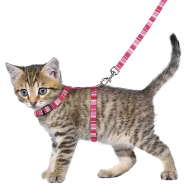 Image de Flamingo Harnais pour chaton avec laisse Alfry