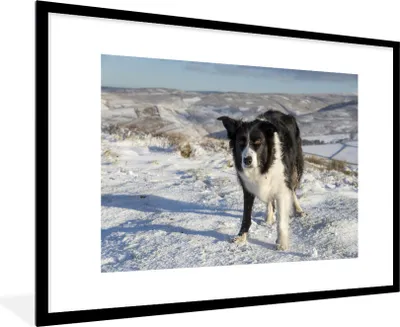 Produktbild von MuchoWow® Gerahmtes Poster Ein Border Collie in den Schneehügeln 90x60 cm - Poster mit Schwarzem Bilderrahmen Wandposter Rahmen Foto Bilder - Wanddekoration - Fotos