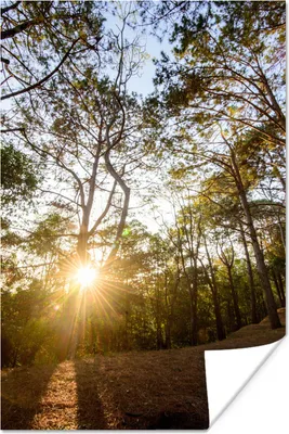 Produktbild von MuchoWow® Poster Die Sonne geht zwischen den Bäumen im Wald des Nationalparks Phu Hin Rong Kla auf 40x60 cm - Plakate für die Wand - Poster Babyzimmer