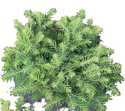 Produktbild von Zwergfichte immergrüne Nestfichte Picea abies - Nidiformis - 20 - 30 cm