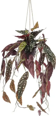 Produktbild von artplants.de Deko Forellenbegonie Blumenampel VIALO, Dekotopf, grün-weiß, 80cm - Kunstpflanze