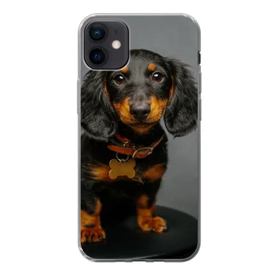 Produktbild von MuchoWow® Handyhülle Schutzhülle Hülle für iPhone 12 mini Studiofoto eines Dackelwelpen Silikon Softcase Handy Hülle - Bild