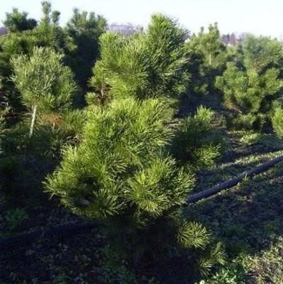 Produktbild von Pinus contorta Compacta - Zwergdrehkiefer - 50-60cm