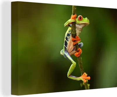 Produktbild von OneMillionCanvasses® - Leinwandbilder - 140x90 cm, Rotaugenlaubfrosch im Dschungel, Wandbilder Kunstdruck Wanddekoration