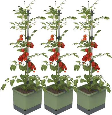 Produktbild von Gusta Garden TOM TOMATO 3er-Set dunkelgrün