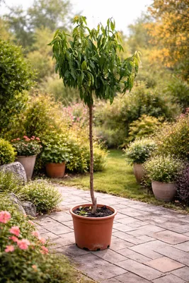 Produktbild von Mandelbaum Penta (Prunus dulcis) ca. 180 cm – winterhart, blühfreudig, Mandelpflanze für Garten, Terrasse & Kübel