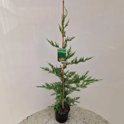 Image de Cupressocyparis leylandii - Cyprès de Leyland | 70-80 cm en pot