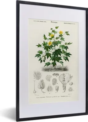 Produktbild von MuchoWow® MuchoWow® Gerahmtes Poster Pflanze - Blume - Botanik 40x60 cm - Poster mit zchwarzem Bilderrahmen - Poster in Rahmen