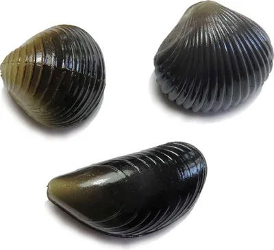 Produktbild von Behr Trendex Karpfenmuschel Multi-Set 3 Stück Karpfenköder