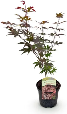 Image de Green boutiQ - Plante de terrasse - Érable japonais - Acer palmatum Atropurpureum - Violet - 1 plante - À feuilles caduques - Pot de 19 cm, hauteur 70 cm