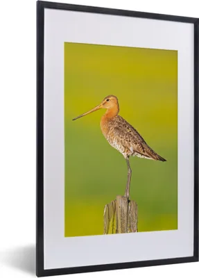 Produktbild von MuchoWow® Gerahmtes Poster Vogel - Tiere - Uferschnepfe - Pfahl - Grün 40x60 cm - Poster mit Schwarzem Bilderrahmen Wandposter Rahmen Foto Bilder - Poster in Rahmen