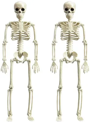 Productafbeelding van Skelet Halloween Decoratie (Set van 2, 40 cm)