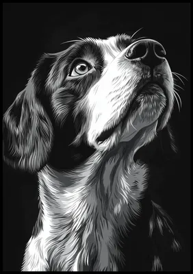 Produktbild von Plakat 70x100cm Tierporträt für das Wohnzimmer | Beagle 2 | Schwarz Weiß