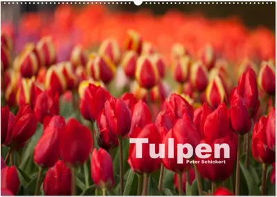 Produktbild von Tulpen (Wandkalender 2025 DIN A2 quer), CALVENDO Monatskalender