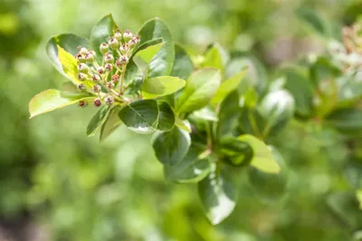 Produktbild von Aronia melanocarpa, Schwarze Apfelbeere, 60–100 cm