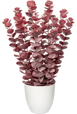 Immagine prodotto di Pianta artificiale di eucalipto, colore rosso, in vaso bianco, altezza 40 cm