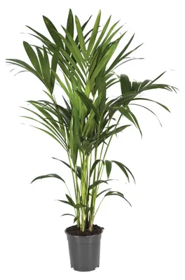 Immagine prodotto di Howea Forsteriana - 110-120cm - Ø21cm - Pianta d'appartamento - Sempreverde