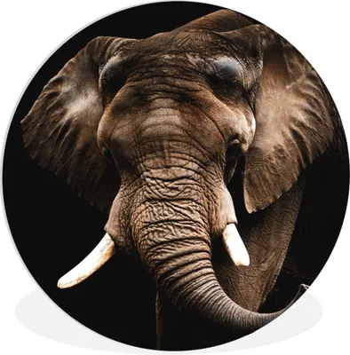 Produktbild von MuchoWow® Rundes Wandbild - Runde Bilder Elefant - Tiere - Zähne Ø 30 cm Kreis Wanddekoration Kunststoff - Wandkreis - Wandschmuck - Schlafzimmer - Bilder - Der Kreis - Kunst für die Wohnung - Plastik - Kunstdruck - Wandbild