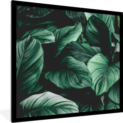 Produktbild von MuchoWow® Gerahmtes Poster Dschungel - Blätter - Tropisch - Pflanzen - Natur 40x40 cm - Poster mit Schwarzem Bilderrahmen Wandposter Rahmen Foto Bilder - Mit Rahmen - Wanddekoration Schlafzimmer