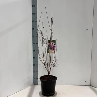 Produktbild von Syringa microphylla 'Superba' - Edelflieder | 90-100 cm im Topf