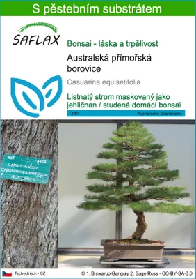 Obrázek produktu pro SAFLAX - Australská přímořská borovice - Casuarina equisetifolia - 200 Semena - S pěstebním substrátem bez klíčků